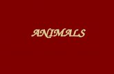 Animals for  6th Class
