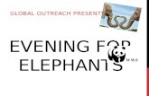 Evening for elephants