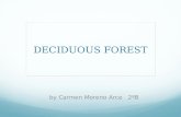 Deciduous forest by Carmen Moreno Arce