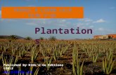 Visiting Plantations with Kids