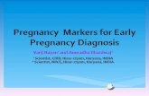 Pregnancy  markers for early pregnancy diagnosis