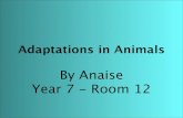 Anaise Animal Adaptations
