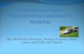 Animals And Plants Discovered By Columbus In America