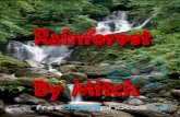 Rainforest Mitch