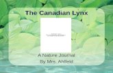 Canadian Lynx Nature Journal