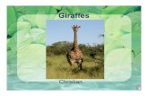 5KL Giraffes