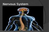 Unit b section  - 3.5 nervous system student copy