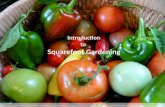 Introduction to Squarefood Gardening