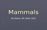 Mammals elisa