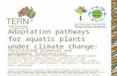 Adaptation pathways for aquatic plants. Patrick Driver ACEAS Grand 2014