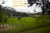 The Terreiro Of The Sacred Hummingbird