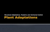 Plant adaptations (bd mod)