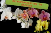 Micropropagation in Orchids