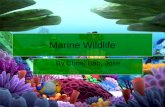 1st Period Marine Wildlife