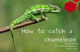 How to-catch-a-chameleon-steven seeley-ruxcon-2012