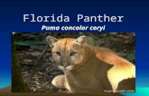 Endangered Species Presentation: Florida Panther