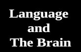 Language And Brain Development