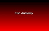 Lecture 4 anatomy review for fish disease