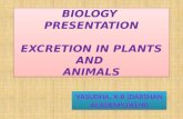 BIOLOGY PPT-EXCRETION IN PLANTS AND ANIMALS