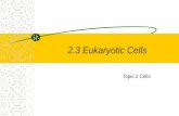 2.3 eukaryotic cells