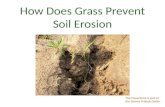 How does grass prevent soil erosion?