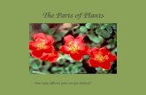 The Parts Of Plants