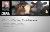 Corn, cattle, confusion