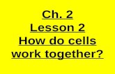 5th Grade Ch. 2 Lesson 2 How do cells work together?