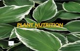 Plant nutrition