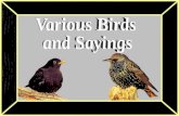 Birds And  Sayings