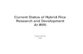 Current Status of Hybrid Rice Research and Development at IRRI