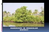 Mangrove ppt slides