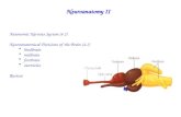 Neuroanatomy II