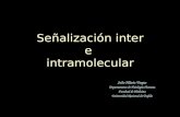 2.senalizacion inter e intramolecular.inmunologia.2011.dr hilario