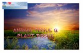 Plant and animal tissue ppt