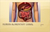 Grade 8 INTRA - Human Alimentary Canal