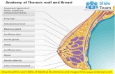 Anatomy of thoracic wall and breast medical images for power point