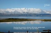 Kaldbaks birds. Birdwatching in North Iceland