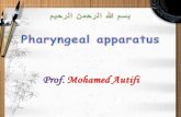 Development of pharyngeal apparatus
