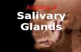 Salivary glands 0
