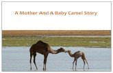 Camel Story
