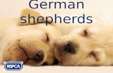 RSPCA - German Shepherds