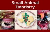 SA Veterinary Dentistry at VMTH.ppt