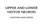 Upper and lower motor neuron