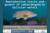 Reproductive traits and growth of Labrus bergylta in Galician waters