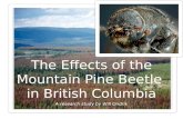 The Effects of the Mountain Pine Beetle on British Columbia's Forests