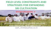 0850 Field Level Constraints and Strategies for Expanding SRI Cultivation