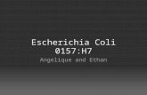Escherichia Coli 0157 H7