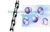 Electron transport chain power point