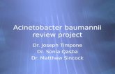Acinetobacter baumannii review project